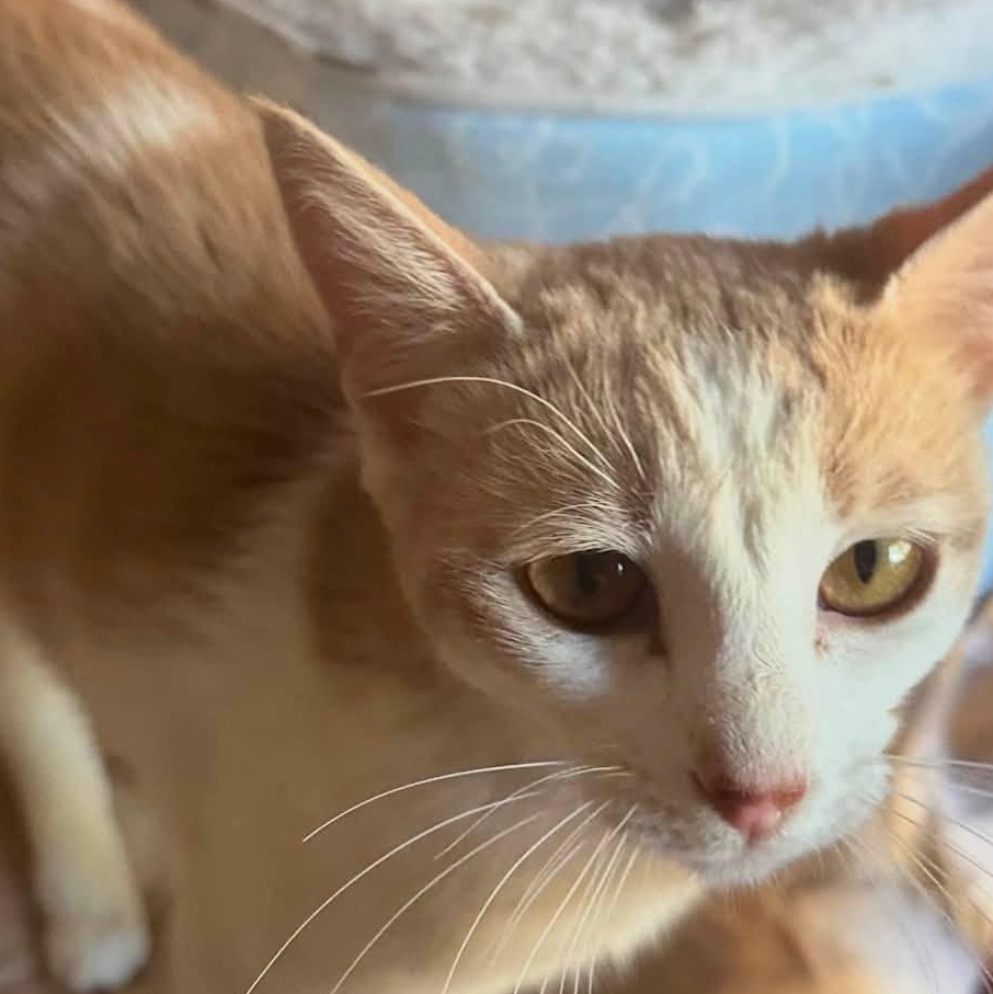 Enlarge Butterscotch, a Adoptable mixed breed in Tracy, CA image 2/2