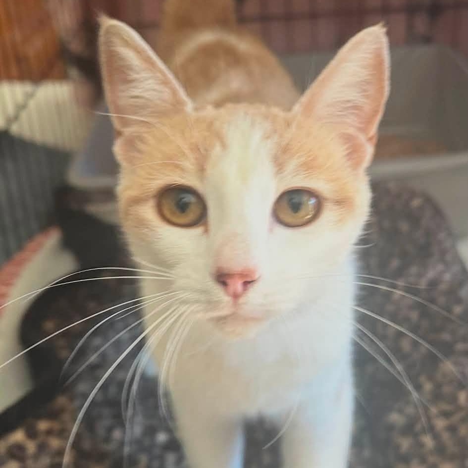 Enlarge Butterscotch, a Adoptable mixed breed in Tracy, CA image 1/2