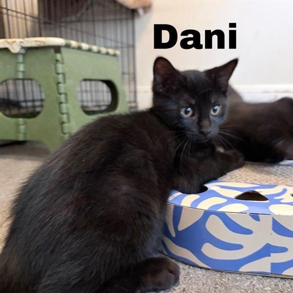 Dani, Adoptable, Kitten Female Domestic Short Hair.