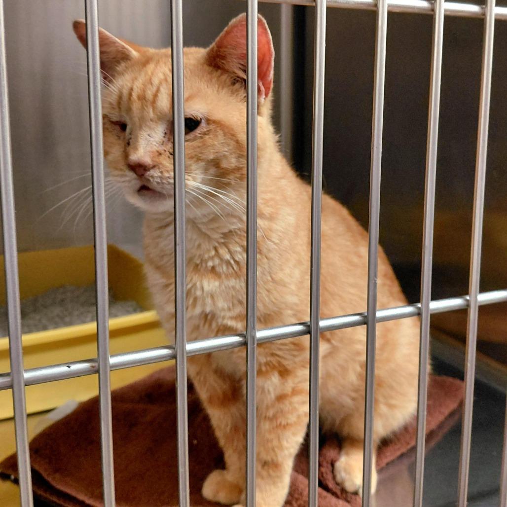 Dustin, Adoptable, Senior Male Domestic Short Hair.