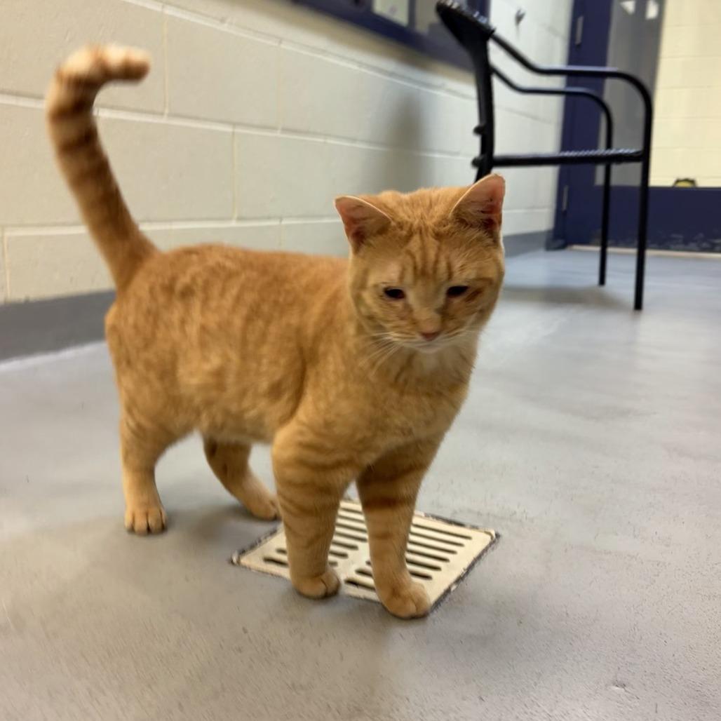 Enlarge Dustin, a Adoptable Domestic Short Hair in Charlottesville, VA image 2/6