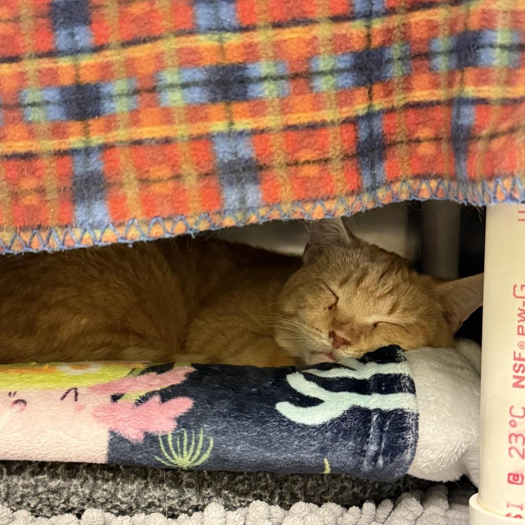 Enlarge Dustin, a Adoptable Domestic Short Hair in Charlottesville, VA image 3/6