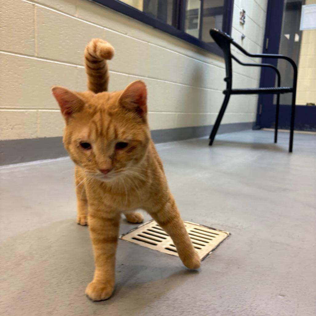 Enlarge Dustin, a Adoptable Domestic Short Hair in Charlottesville, VA image 4/6