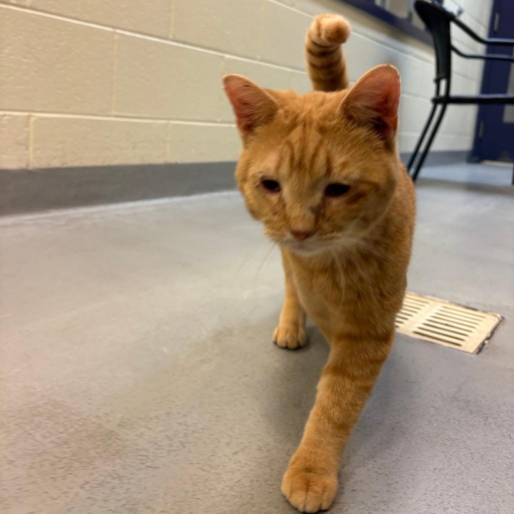 Enlarge Dustin, a Adoptable Domestic Short Hair in Charlottesville, VA image 5/6