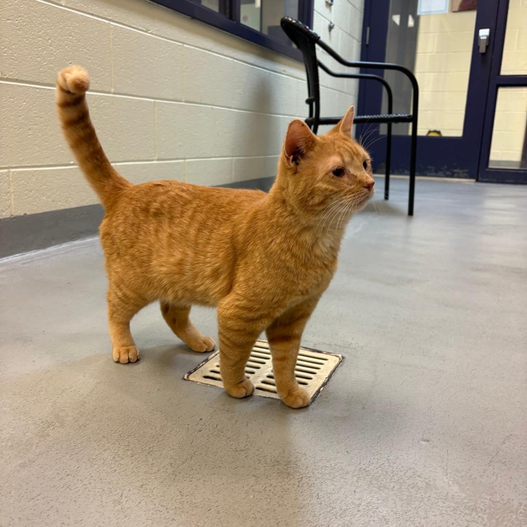 Enlarge Dustin, a Adoptable Domestic Short Hair in Charlottesville, VA image 6/6