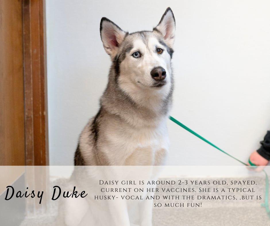 Enlarge Daisy Duke, a ADOPTABLE mixed breed in Junction City, KS image 1/1