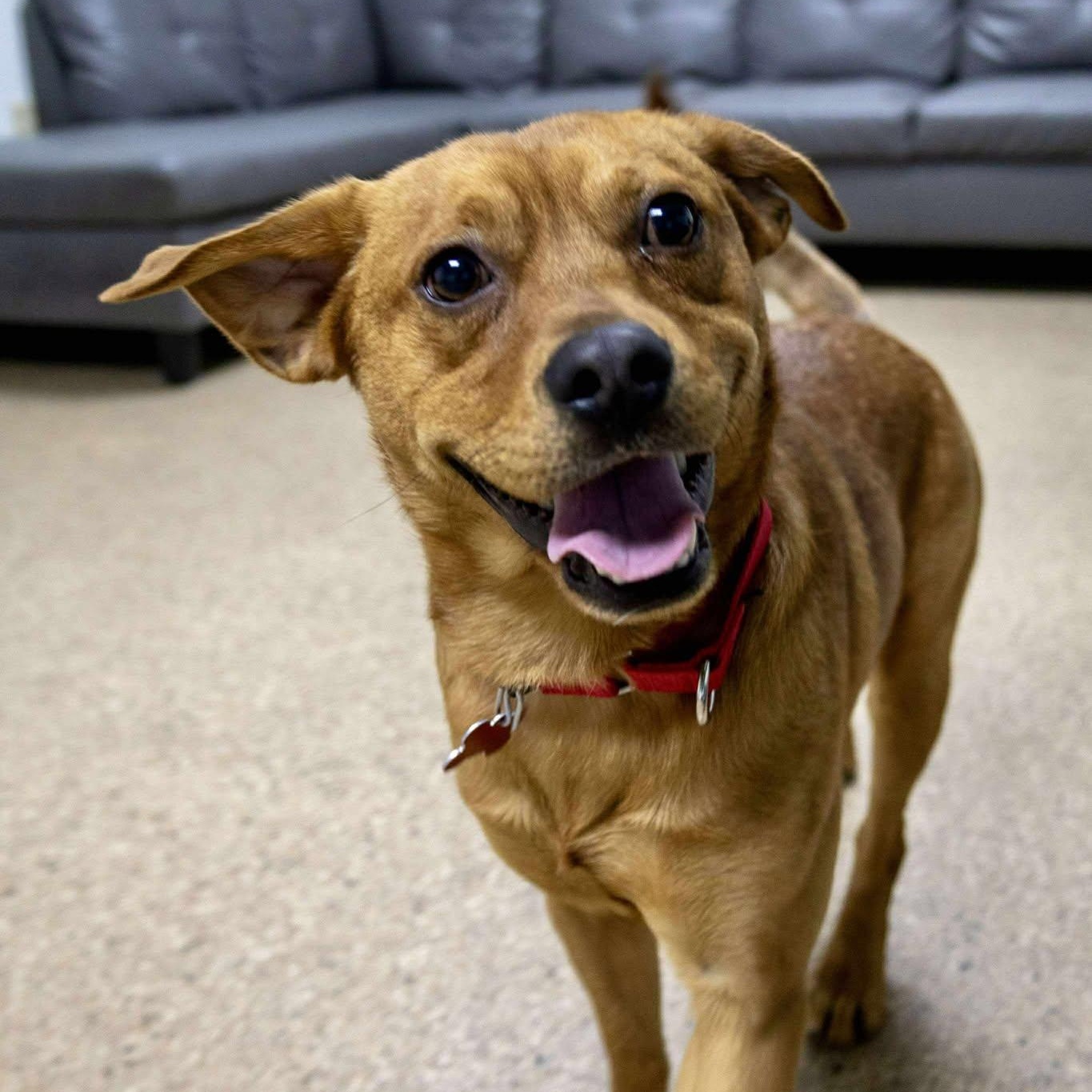 Chevy, ADOPTABLE, Young Male Terrier.