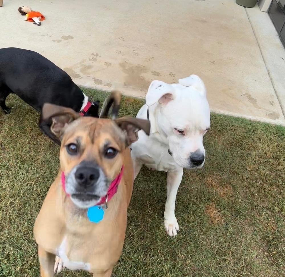 Enlarge Mason, a Adoptable mixed breed in Douglasville, GA image 1/6