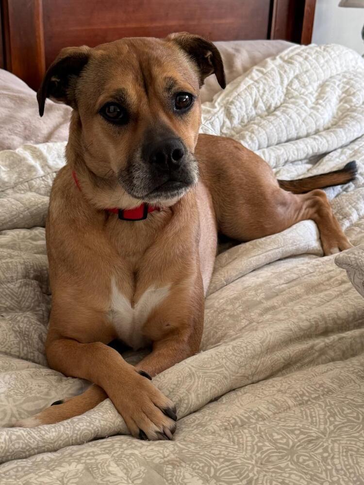 Enlarge Mason, a Adoptable mixed breed in Douglasville, GA image 3/6