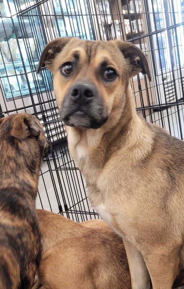 Enlarge Mason, a Adoptable mixed breed in Douglasville, GA image 6/6