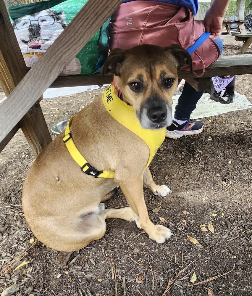 Enlarge Mason, a Adoptable mixed breed in Douglasville, GA image 5/6