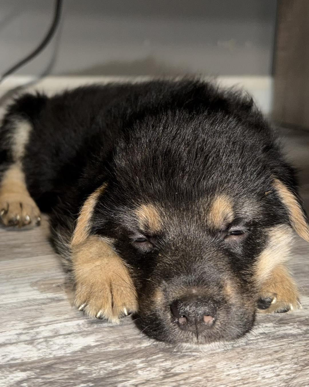 Beaker, an adopted mixed breed in Grafton, MA image 3/5