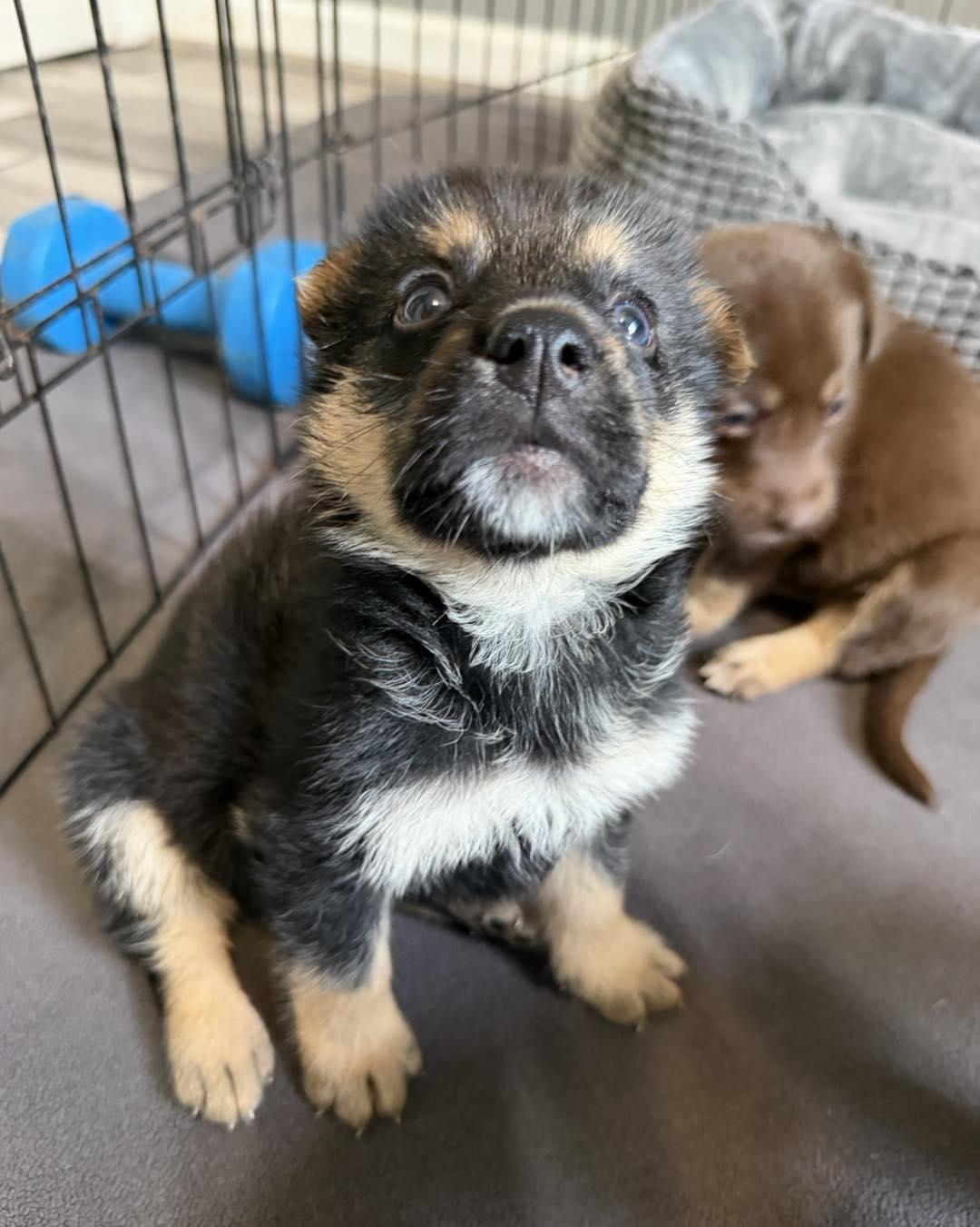 Beaker, an adopted mixed breed in Grafton, MA image 4/5