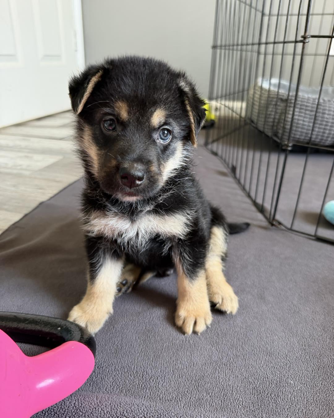 Beaker, an adopted mixed breed in Grafton, MA image 2/5