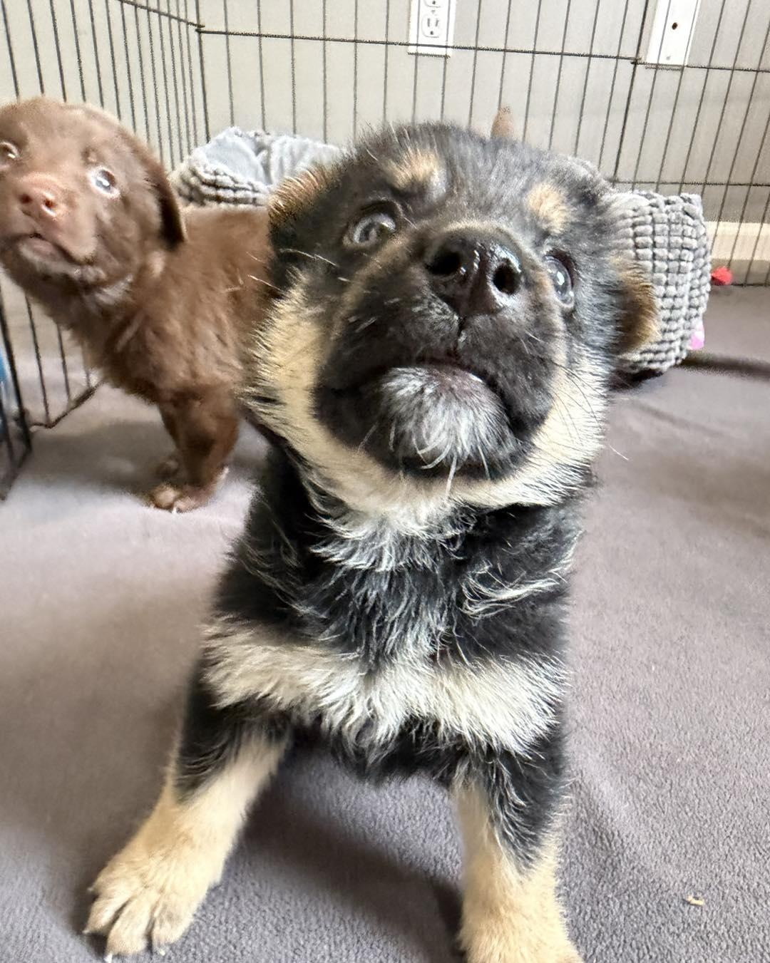 Beaker, an adopted mixed breed in Grafton, MA image 5/5