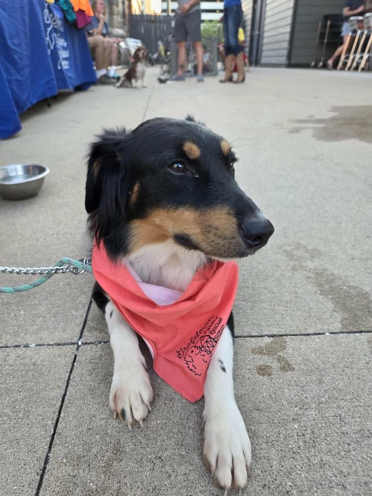 Mikey, a Adoptable mixed breed in Peoria, IL image 1/6