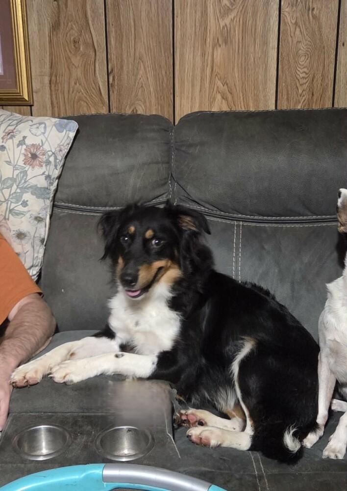 Mikey, a Adoptable mixed breed in Peoria, IL image 5/6