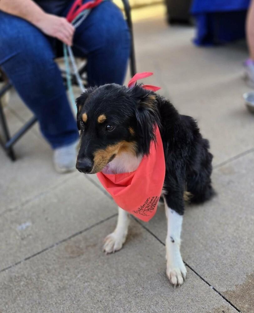 Mikey, a Adoptable mixed breed in Peoria, IL image 6/6