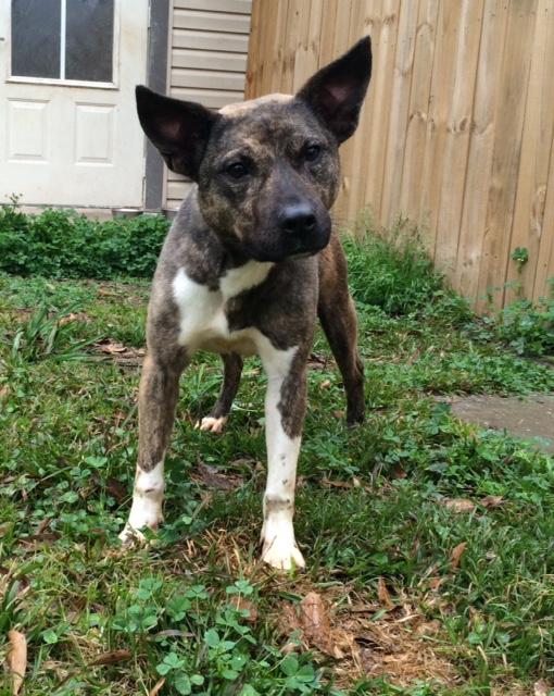 Swiper, a Adoptable mixed breed in Baton Rouge, LA image 2/6