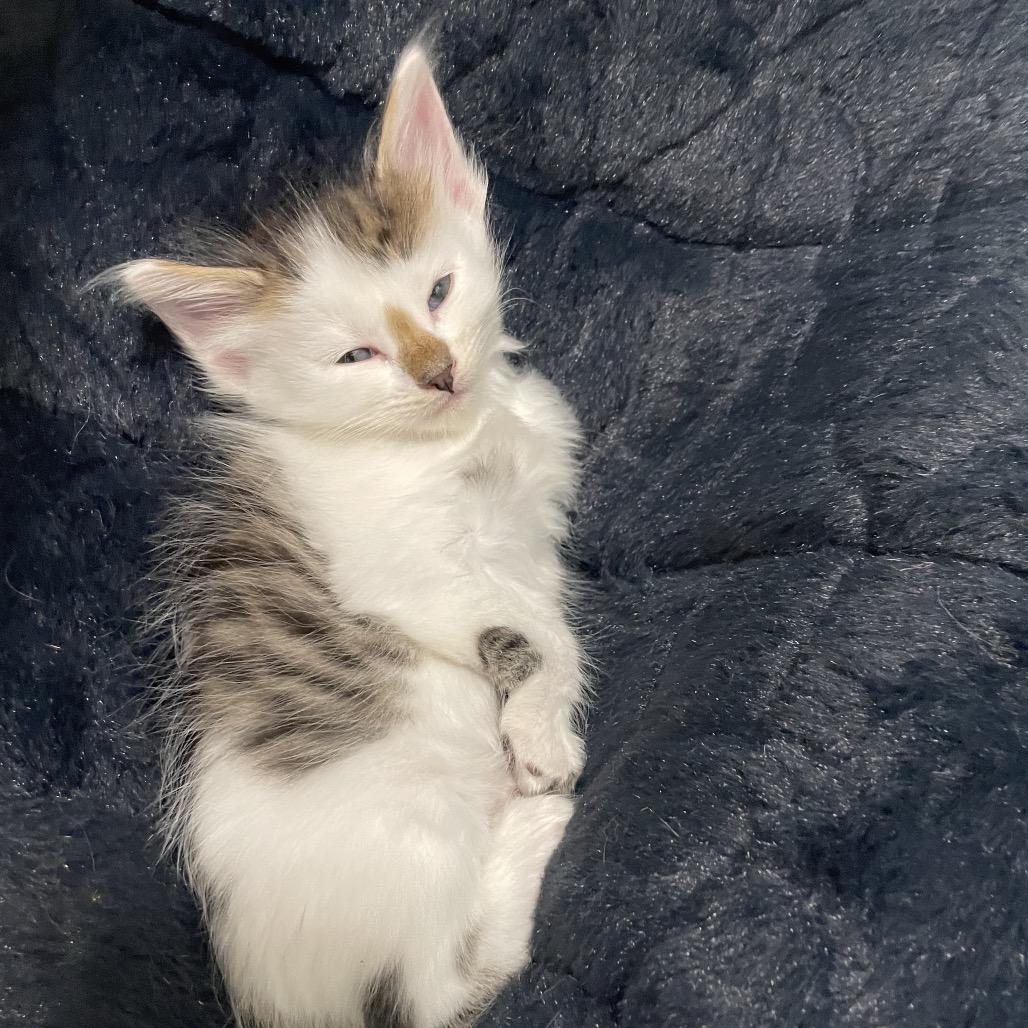 Bud Spring -TL, a Adoptable Domestic Medium Hair in Tallahassee, FL image 2/6