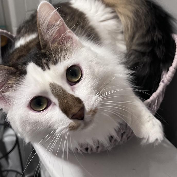 Bud Spring -TL, a Adoptable Domestic Medium Hair in Tallahassee, FL image 3/6