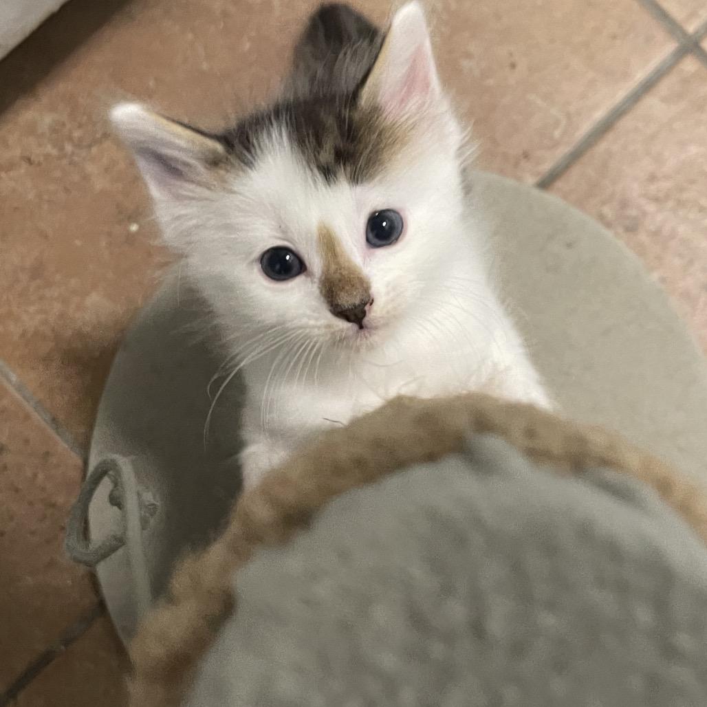 Bud Spring -TL, a Adoptable Domestic Medium Hair in Tallahassee, FL image 4/6