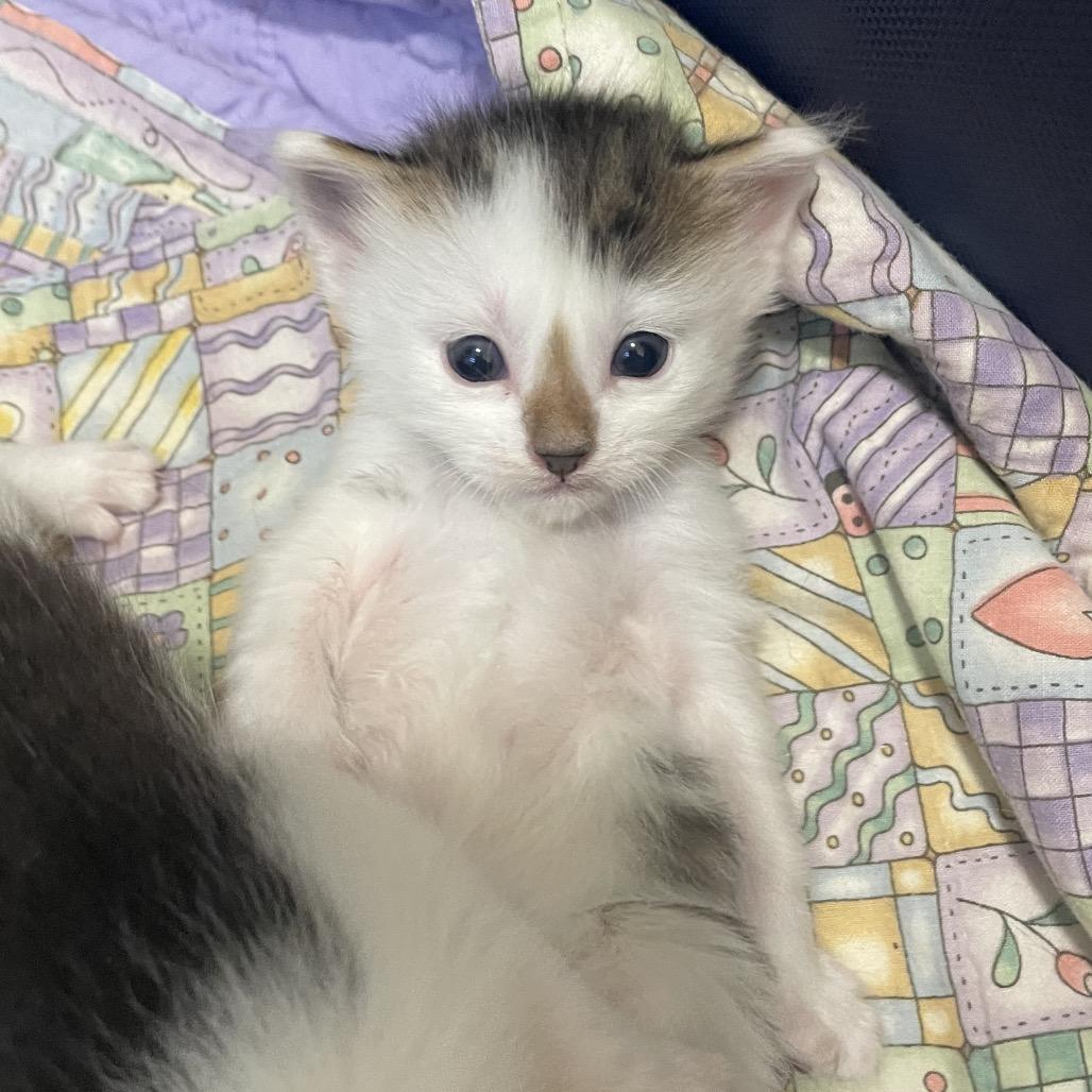 Bud Spring -TL, a Adoptable Domestic Medium Hair in Tallahassee, FL image 5/6
