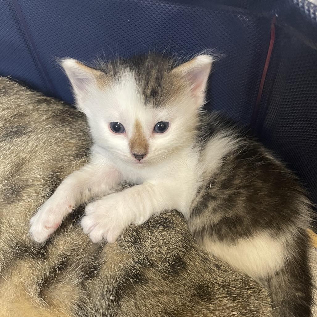 Bud Spring -TL, a Adoptable Domestic Medium Hair in Tallahassee, FL image 6/6