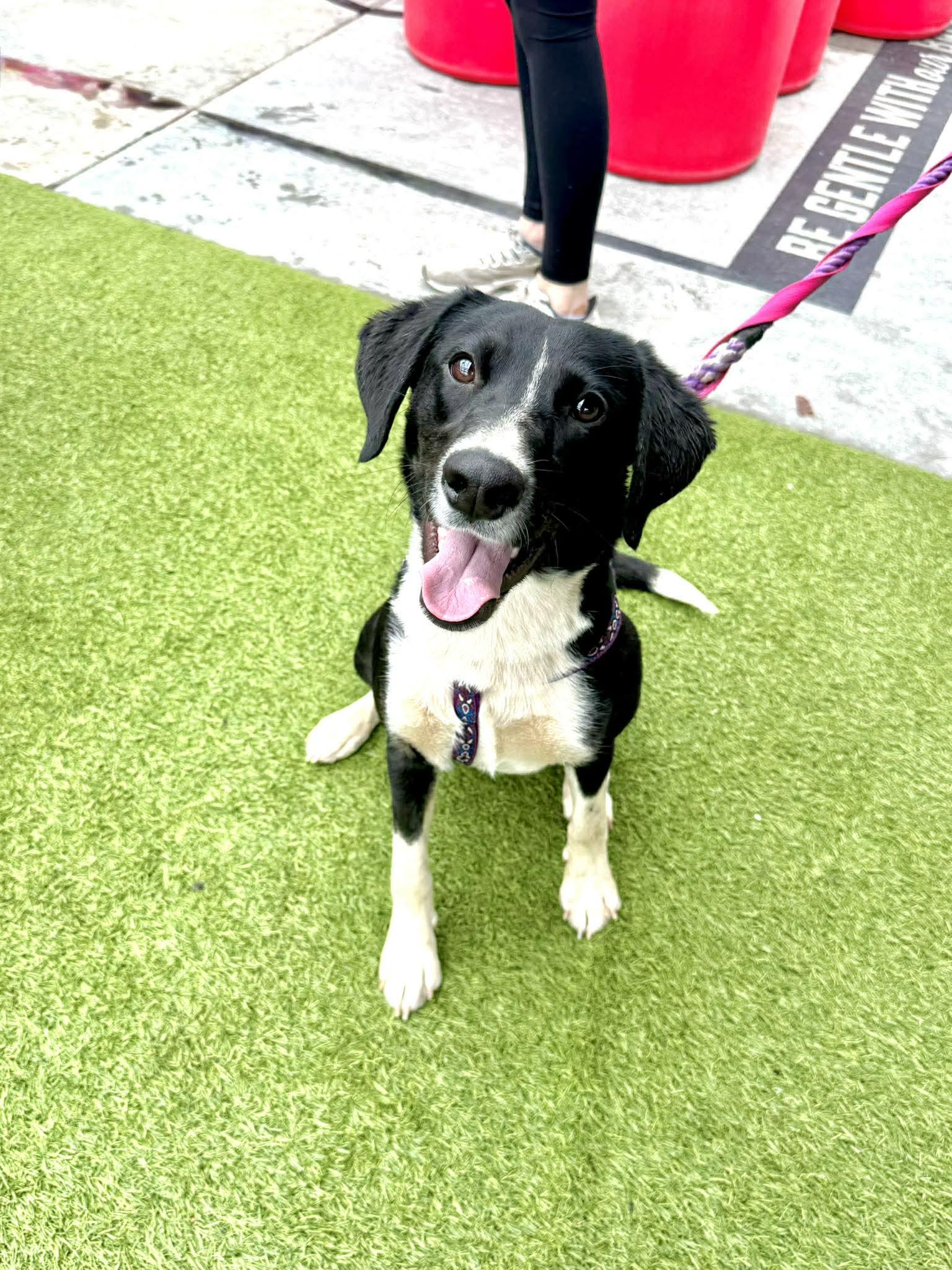 Anabelle, Adoptable, Young Female Labrador Retriever & Border Collie.