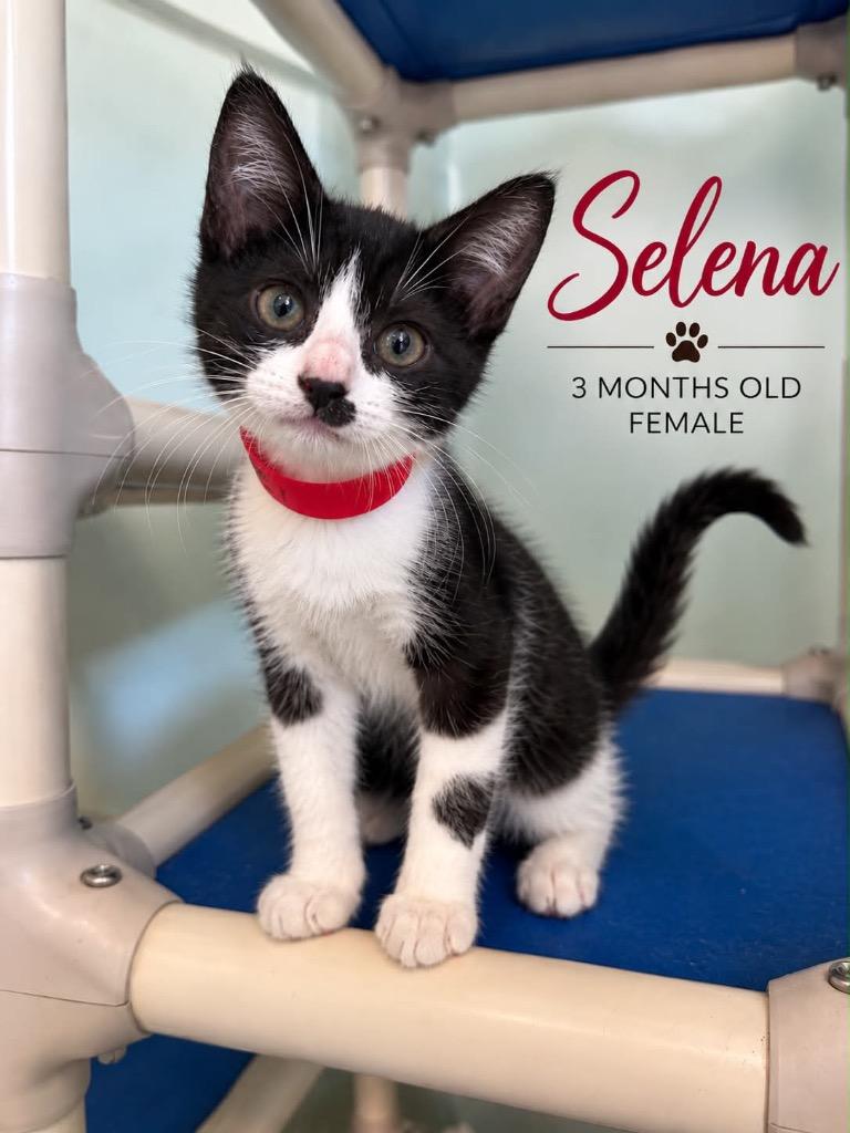Selena, Adoptable, Kitten Female Domestic Short Hair.