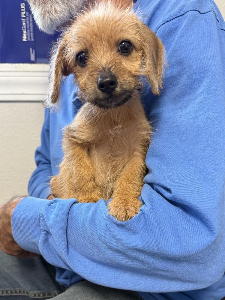 Morty, Adoptable, Puppy Male Dachshund & Yorkshire Terrier.