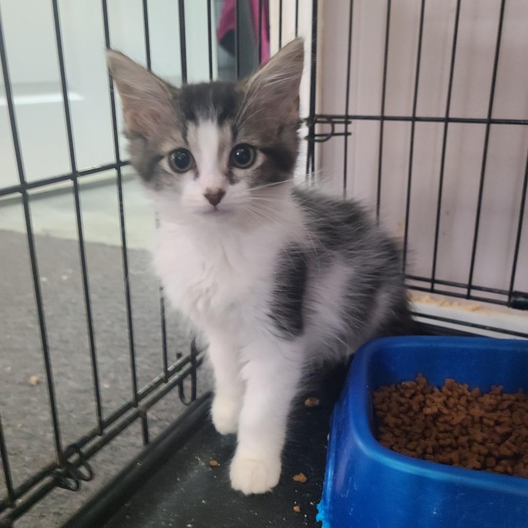 Latte, Adoptable, Kitten Female Domestic Medium Hair.