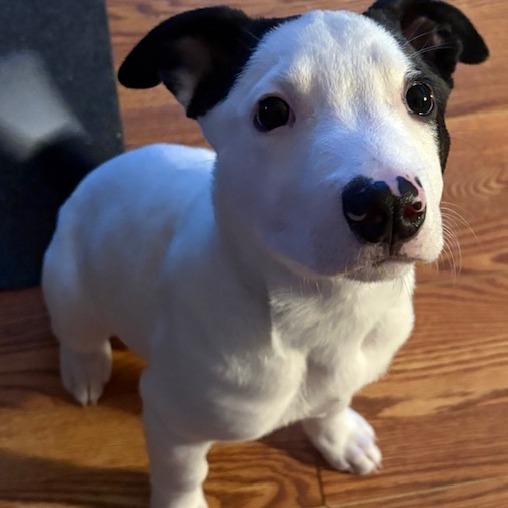 Enlarge NY Freckles Avail Apr 26 (JV Mall Spring Fest), a Adoptable Terrier in Eastford, CT image 2/6