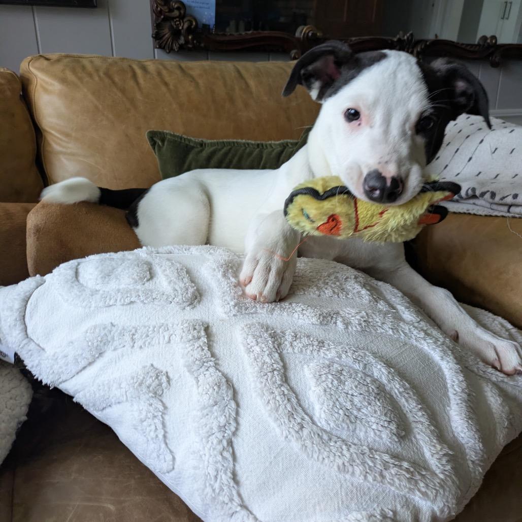 Enlarge NY Freckles Avail Apr 26 (JV Mall Spring Fest), a Adoptable Terrier in Eastford, CT image 4/6