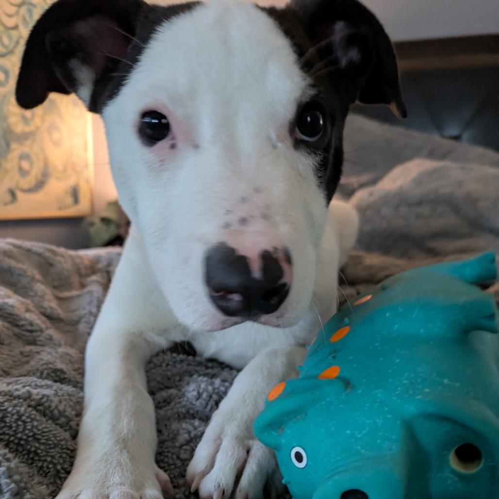 NY Freckles (Foster in Brewster NY), a Adoptable Terrier in Eastford, CT image 5/6