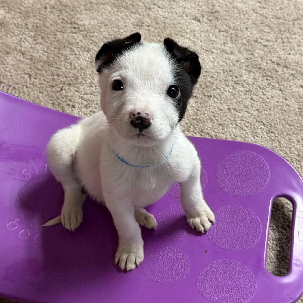 Enlarge NY Freckles Avail Apr 26 (JV Mall Spring Fest), a Adoptable Terrier in Eastford, CT image 5/6