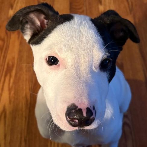 Enlarge NY Freckles Avail Apr 26 (JV Mall Spring Fest), a Adoptable Terrier in Eastford, CT image 6/6