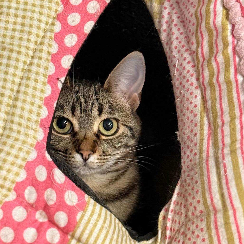 Cerise, a Adoptable Domestic Short Hair in Redwood Valley, CA image 3/6