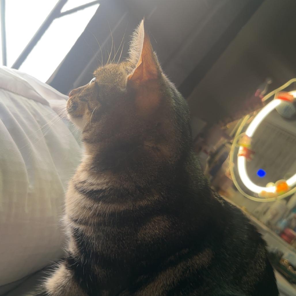 Cerise, a Adoptable Domestic Short Hair in Redwood Valley, CA image 4/6