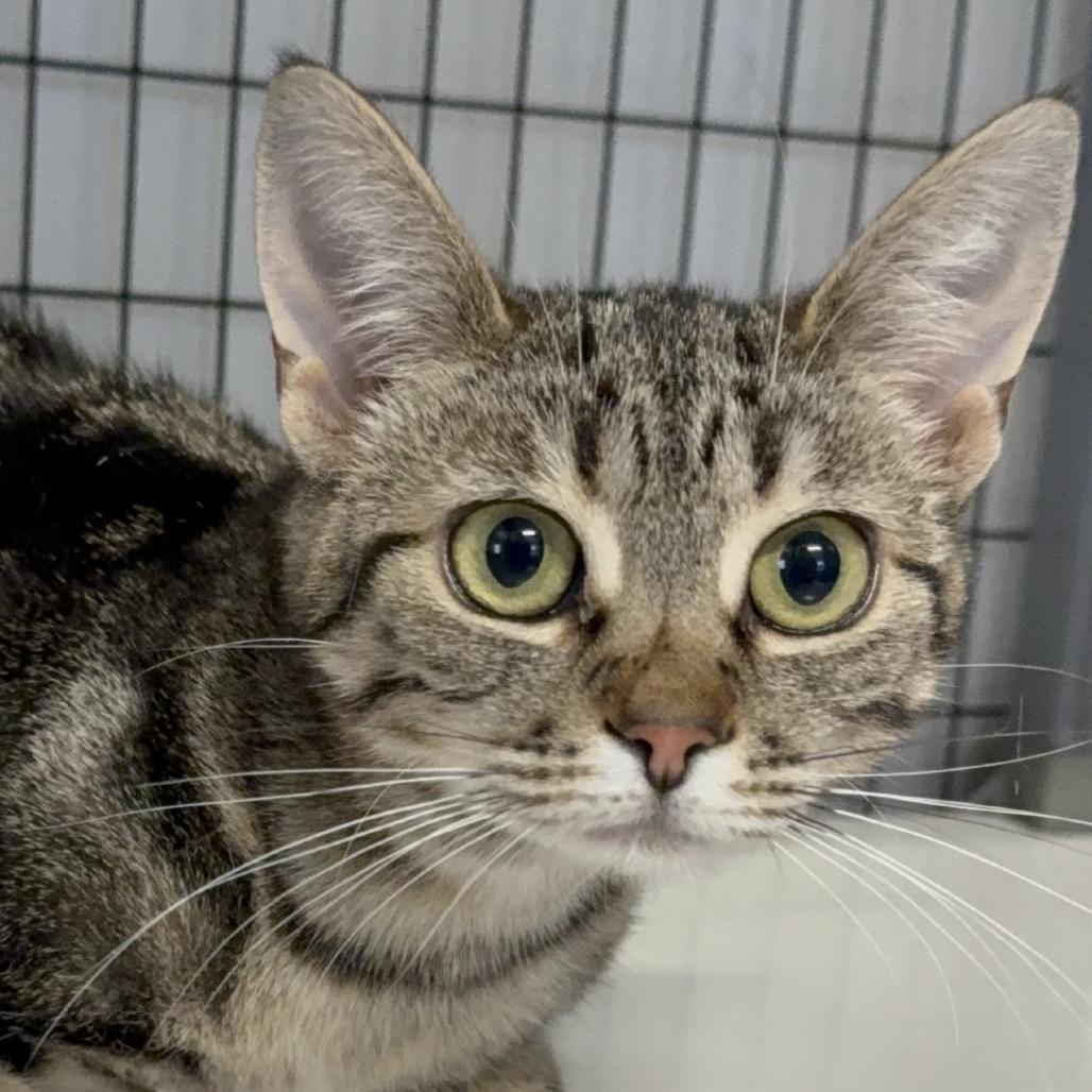 Cerise, a Adoptable Domestic Short Hair in Redwood Valley, CA image 6/6