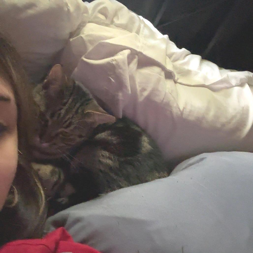 Cerise, a Adoptable Domestic Short Hair in Redwood Valley, CA image 5/6