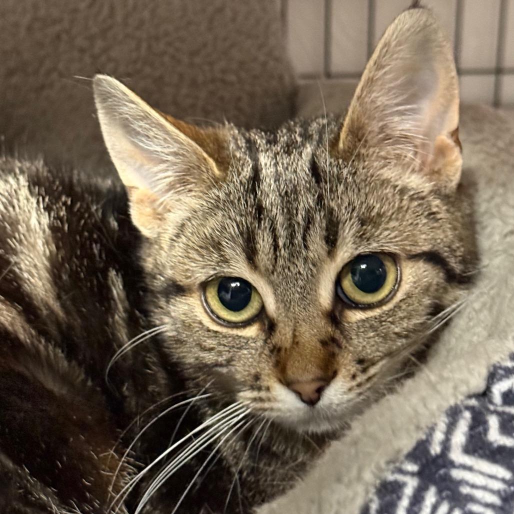 Cerise, a Adoptable Domestic Short Hair in Redwood Valley, CA image 6/6