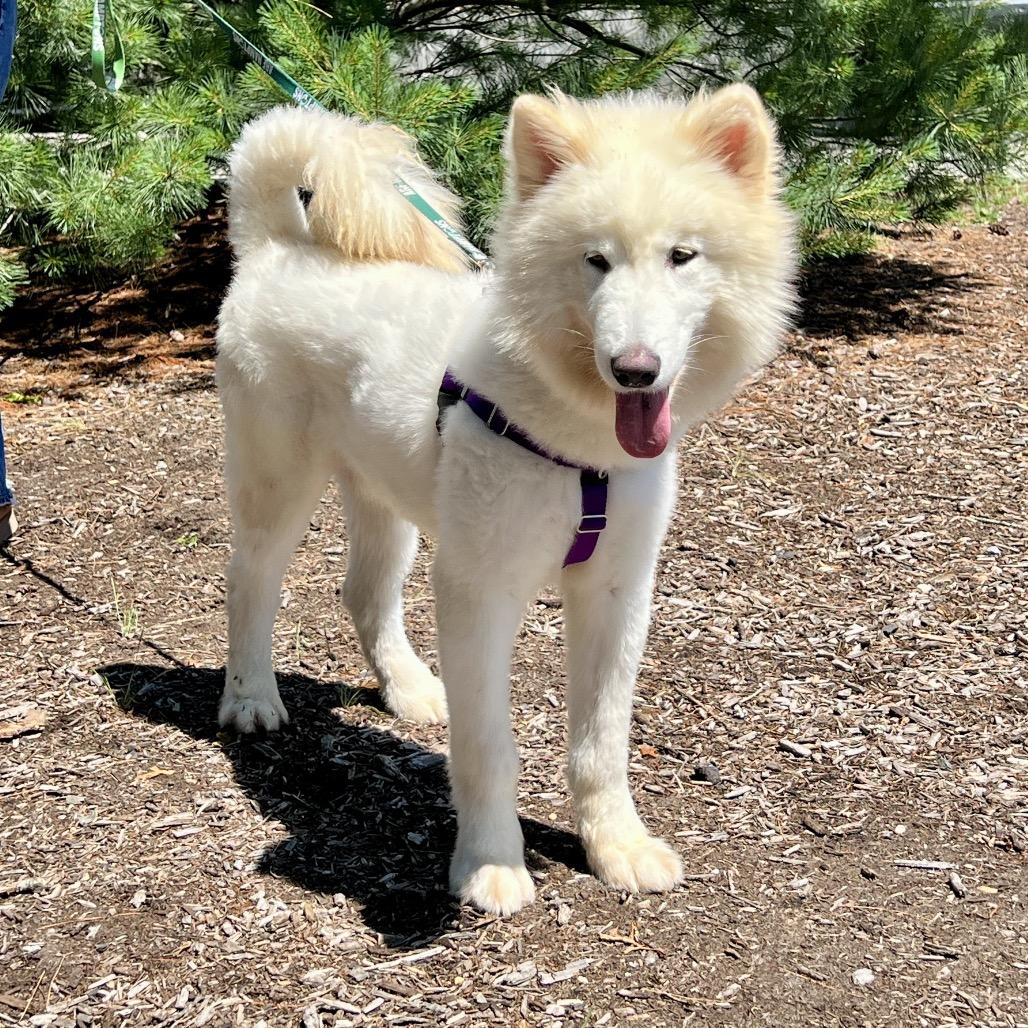 Enlarge Noodle, a Adoptable Samoyed in East Hampton, NY image 1/6