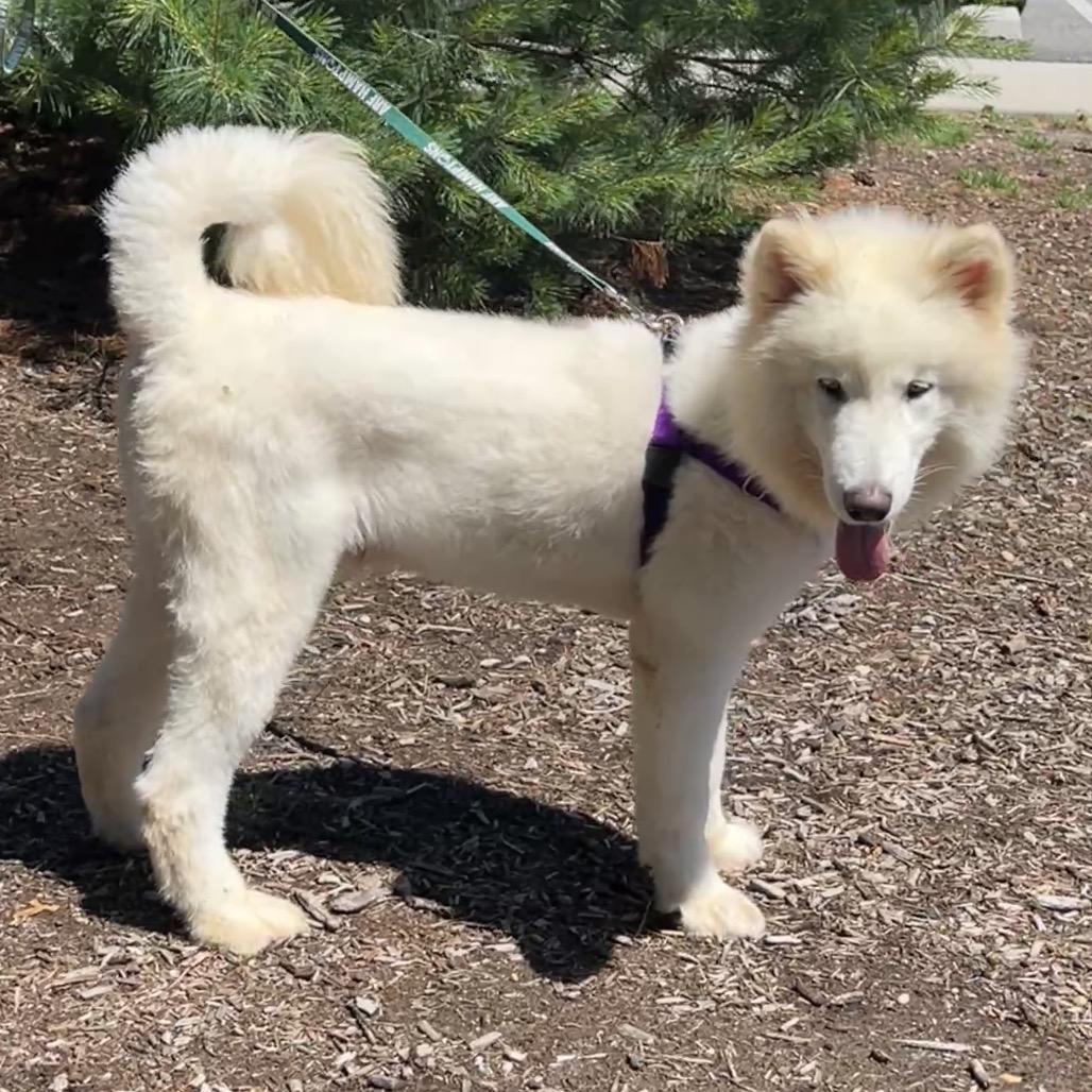 Enlarge Noodle, a Adoptable Samoyed in East Hampton, NY image 2/6