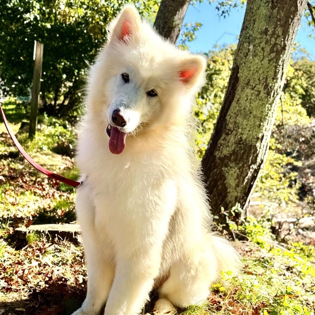 Enlarge Noodle, a Adoptable Samoyed in East Hampton, NY image 3/6