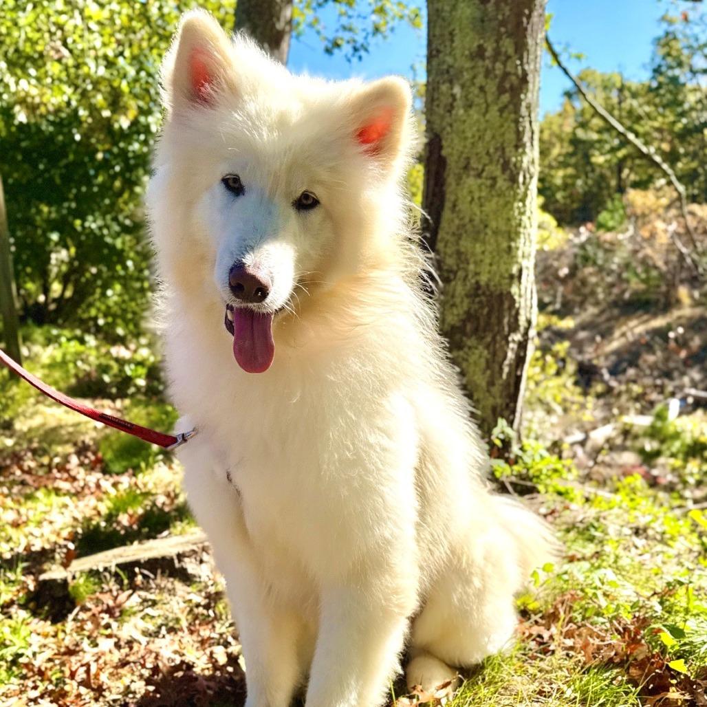 Enlarge Noodle, a Adoptable Samoyed in East Hampton, NY image 4/6