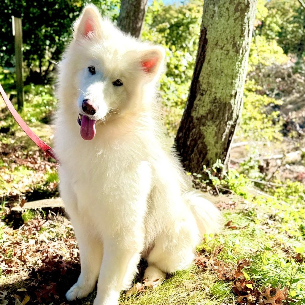 Enlarge Noodle, a Adoptable Samoyed in East Hampton, NY image 6/6