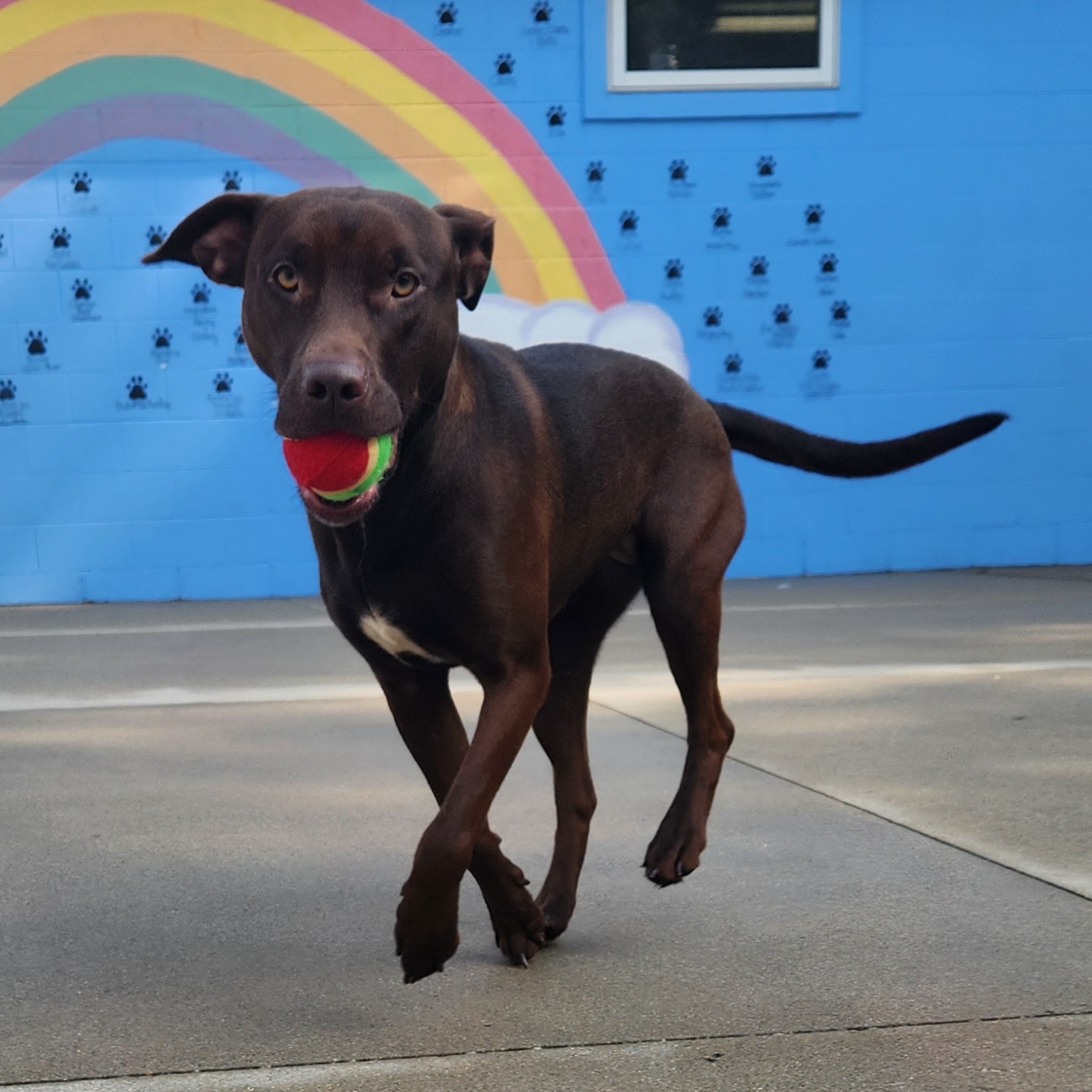Ruby, a Adoptable Mixed Breed in Mount Pleasant, MI image 3/4