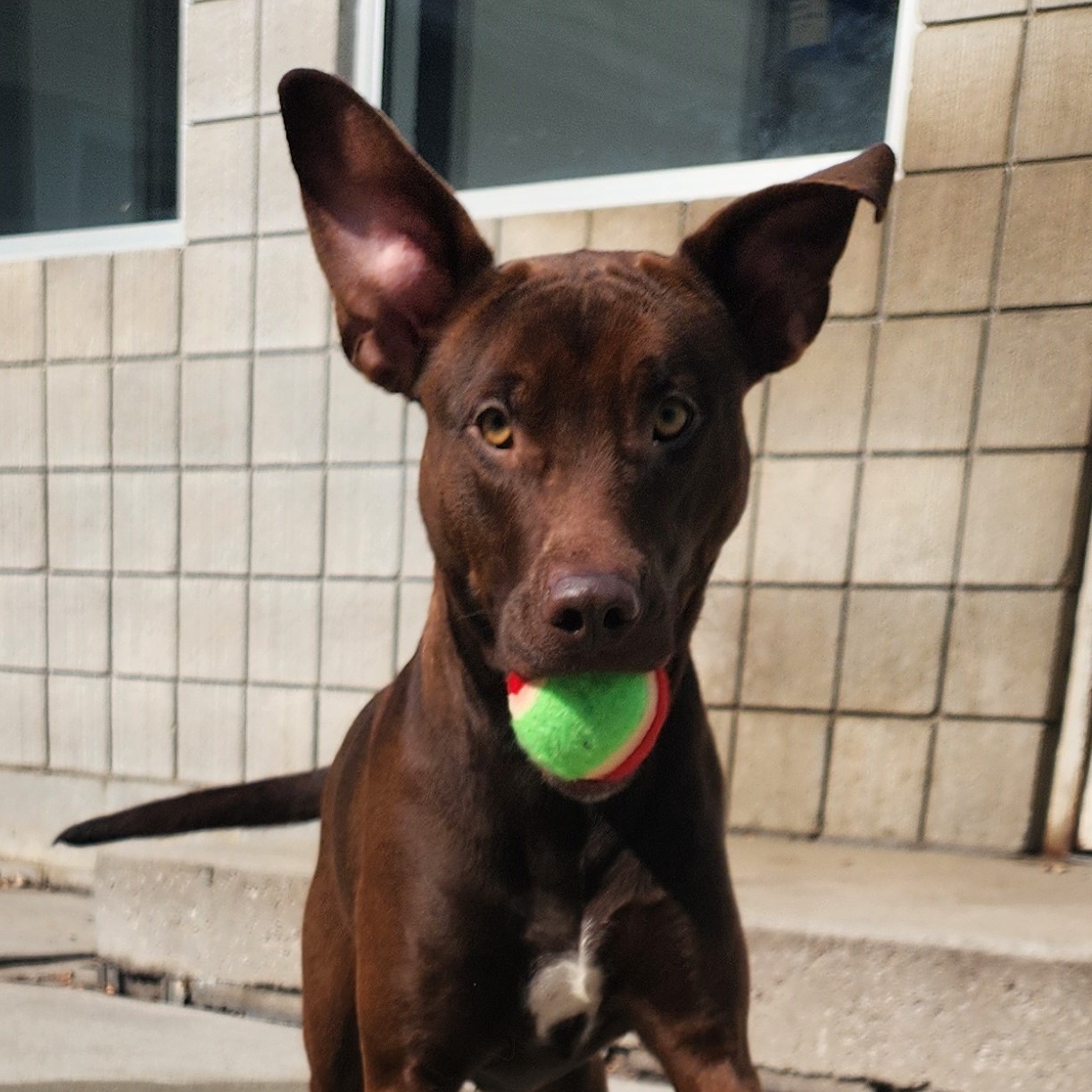 Ruby, a Adoptable Mixed Breed in Mount Pleasant, MI image 4/4