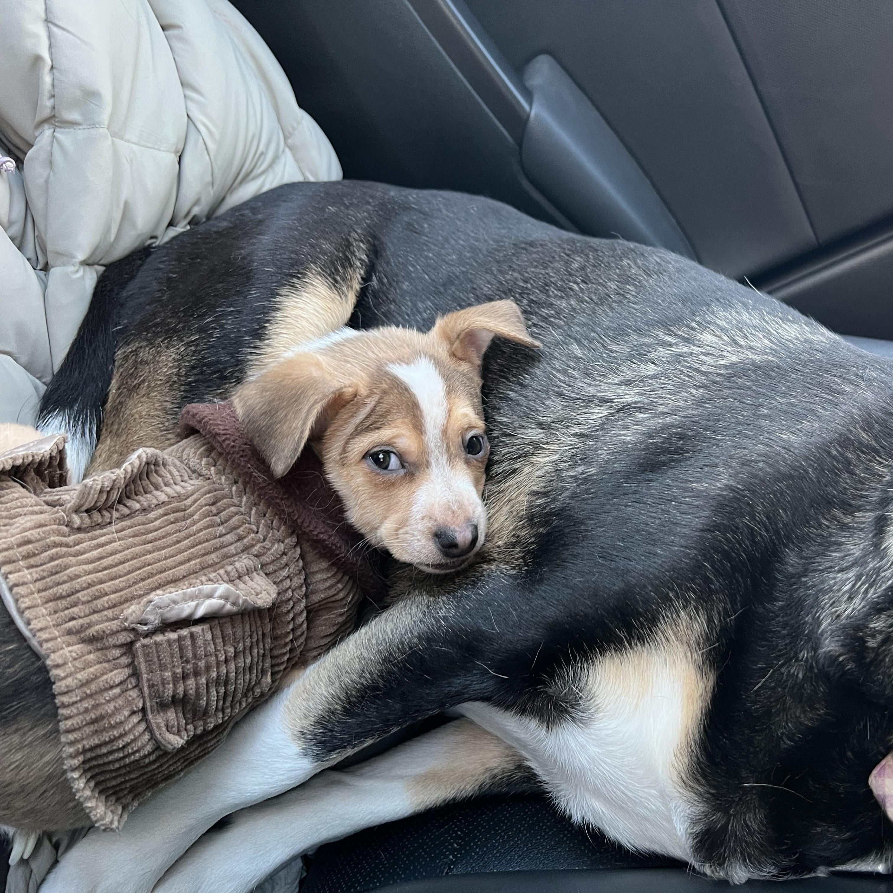 Enlarge Yam Yam, an adopted mixed breed in Simsbury, CT image 5/5